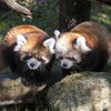 ALERT: Pair Of Red Panda Cubs Debut At Prospect Park Zoo